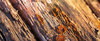 dried tree bark covered with mushrooms in forest